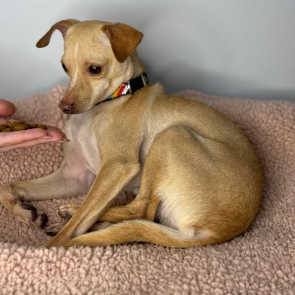 Tiny Tim thumbnail 5