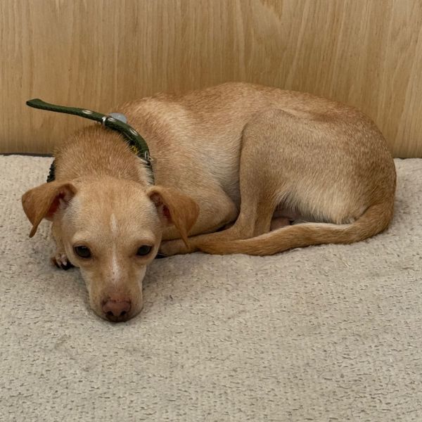 Tiny Tim thumbnail 6