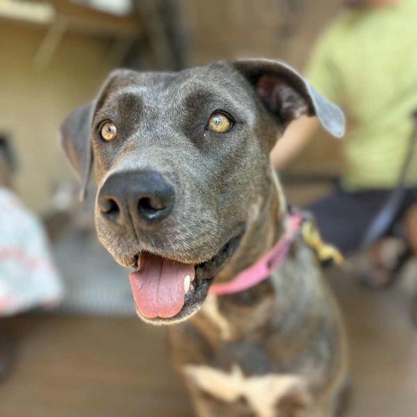 Electra  Costa Mesa thumbnail 2