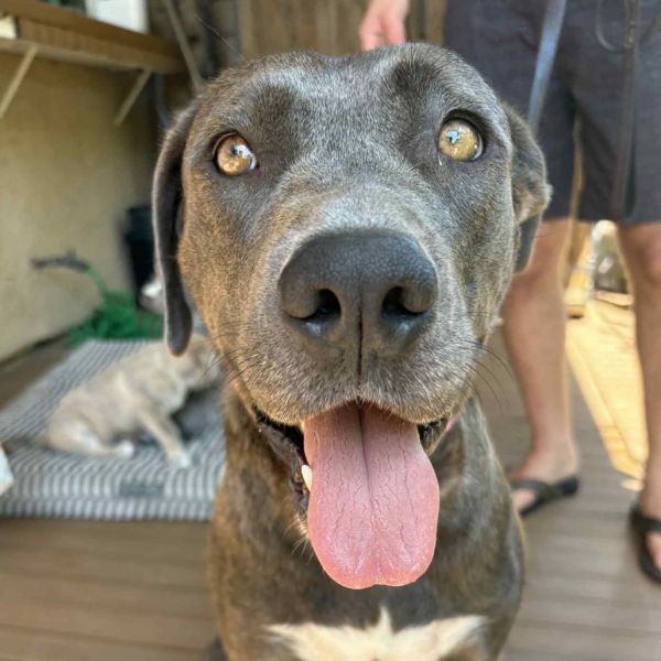 Electra  Costa Mesa thumbnail 3