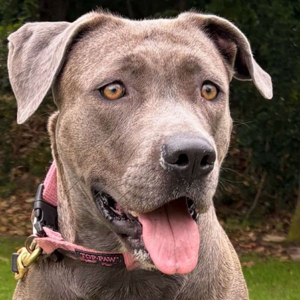 Electra  Costa Mesa thumbnail 4