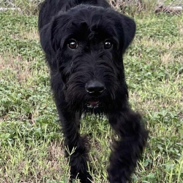 Dubh