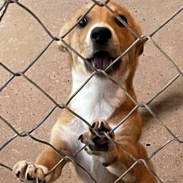 Odie