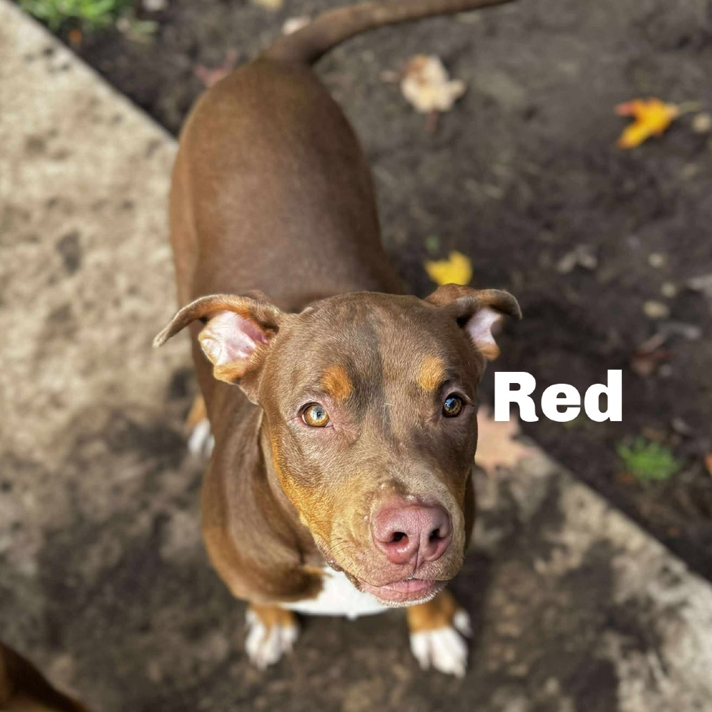 Red 250889, an adoptable Mixed Breed in Escanaba, MI, 49829 | Photo Image 1