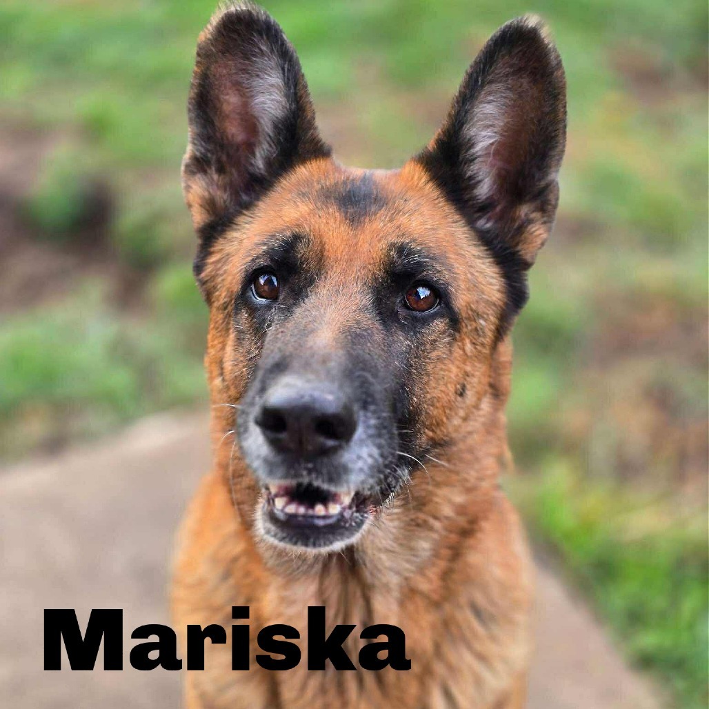 Mariska 250858, an adoptable German Shepherd Dog in Escanaba, MI, 49829 | Photo Image 1