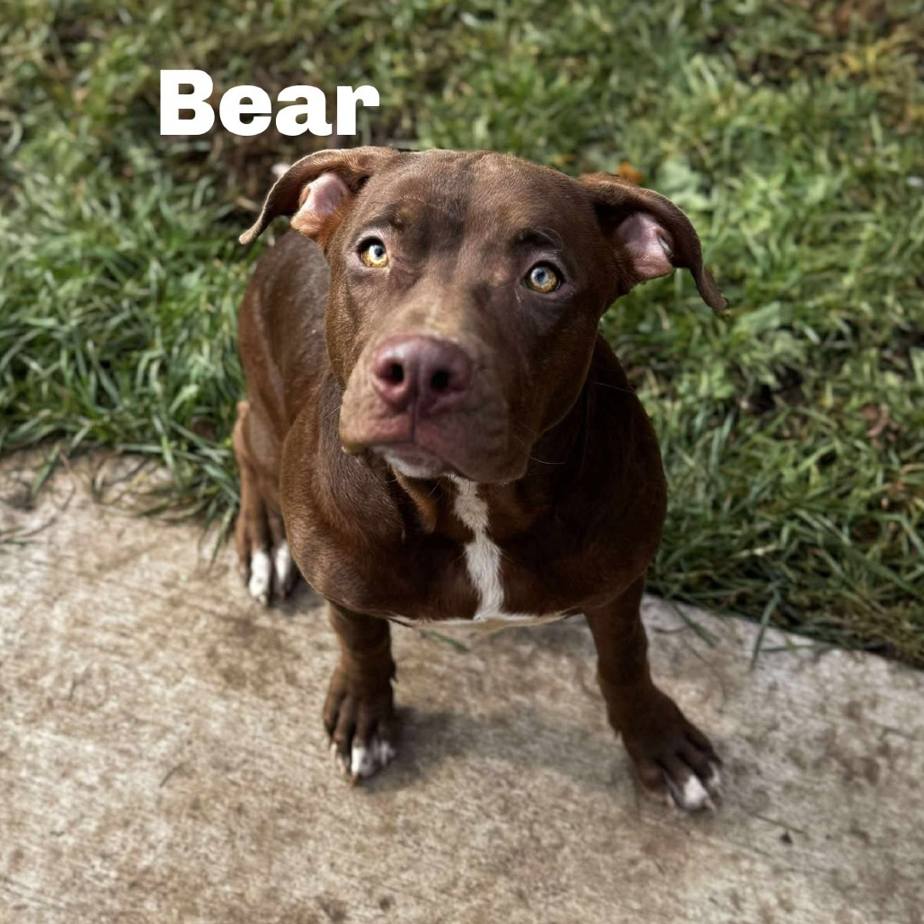 Bear 250887, an adoptable Mixed Breed in Escanaba, MI, 49829 | Photo Image 1