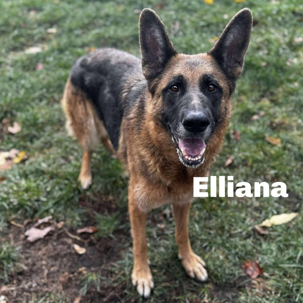 Elliana 250859, an adoptable German Shepherd Dog in Escanaba, MI, 49829 | Photo Image 1