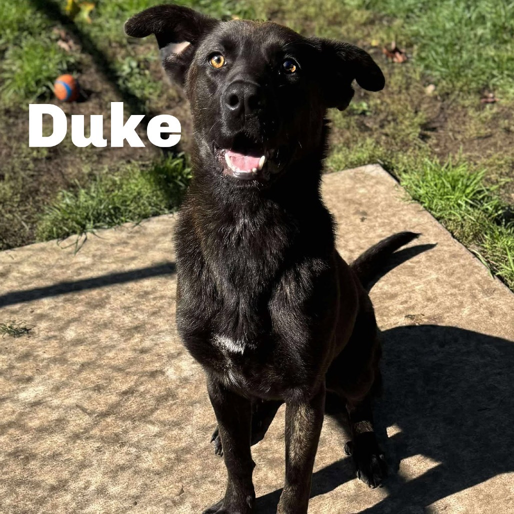 Duke 250846, an adoptable Mixed Breed in Escanaba, MI, 49829 | Photo Image 1