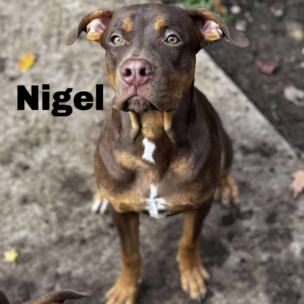 Nigel 250890, an adoptable Mixed Breed in Escanaba, MI, 49829 | Photo Image 1
