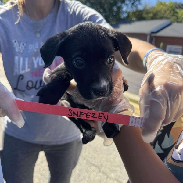 Sneezy