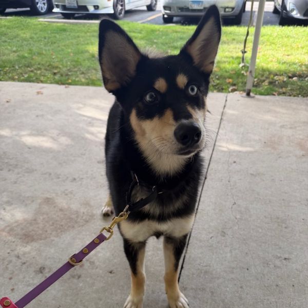 Stella