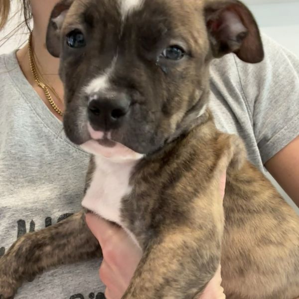 Jeremiah thumbnail 2