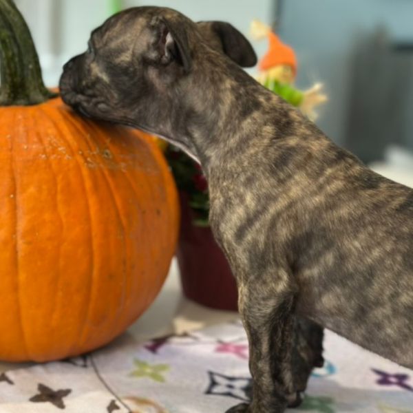 Jeremiah thumbnail 3