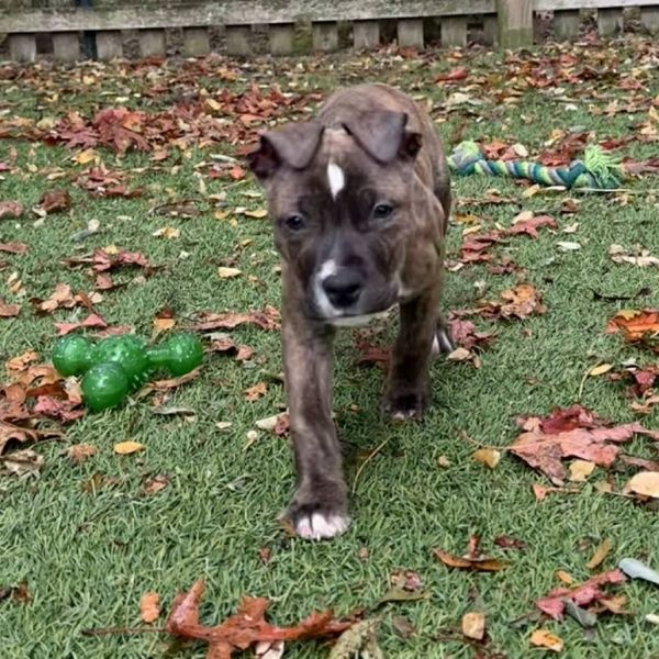 Jeremiah thumbnail 4