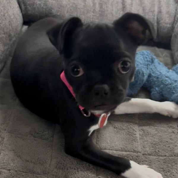 Luna A