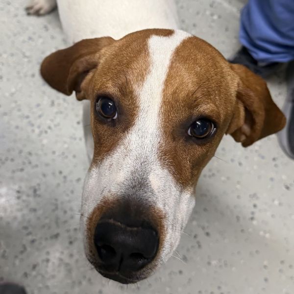 Pollyanna thumbnail 2