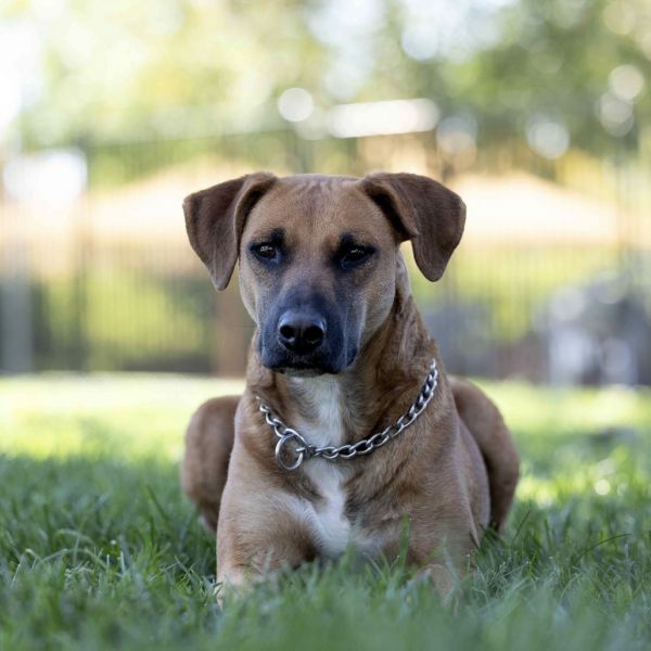 Reba  Ecas thumbnail 3