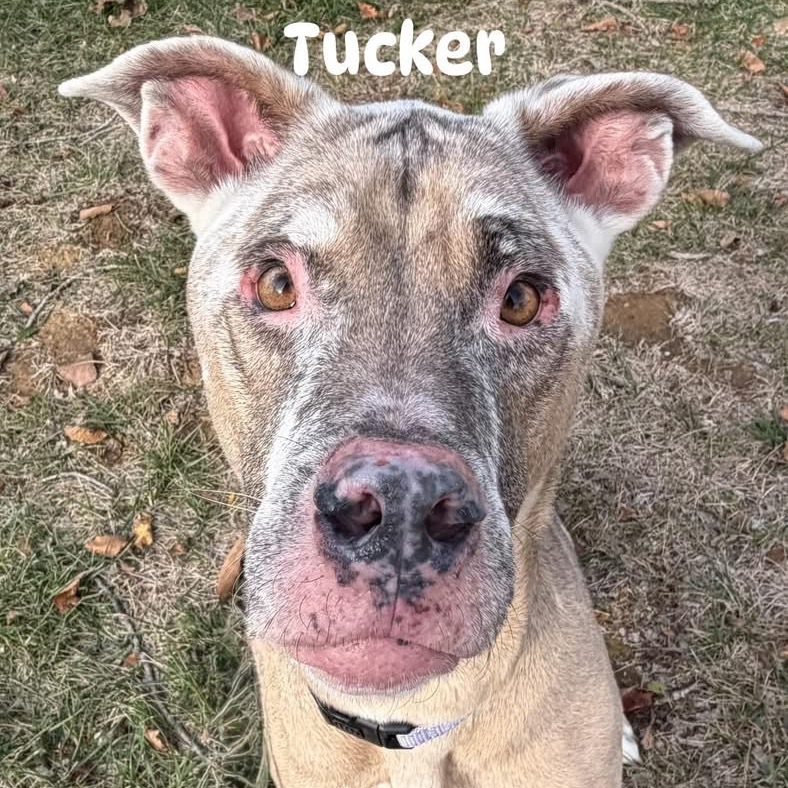 Tucker