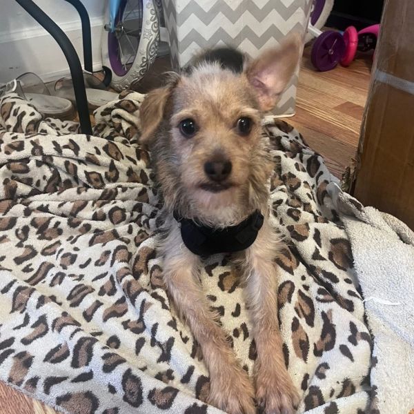 Big Mack thumbnail 3