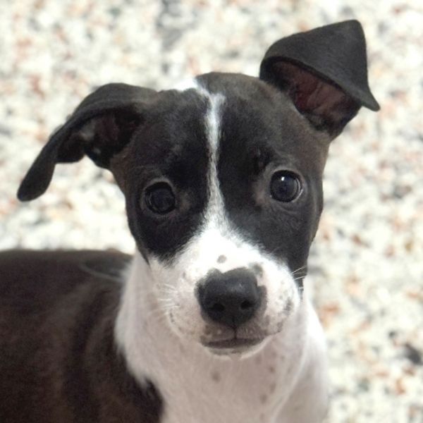 Puppy Matilda
