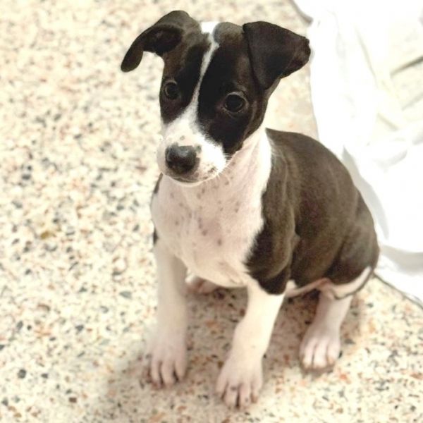 Puppy Matilda thumbnail 2