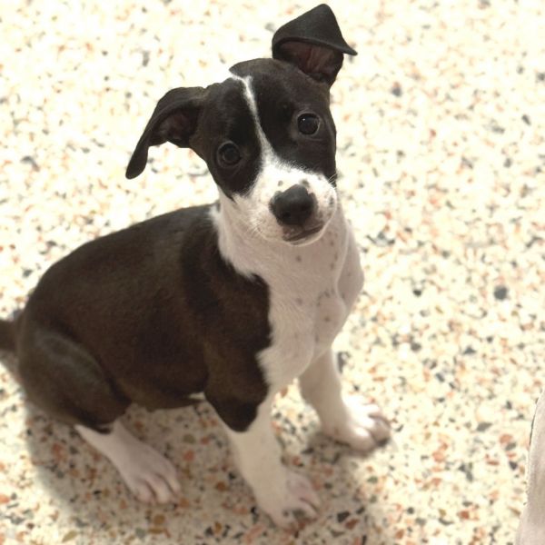 Puppy Matilda thumbnail 4