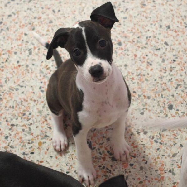 Puppy Matilda thumbnail 5