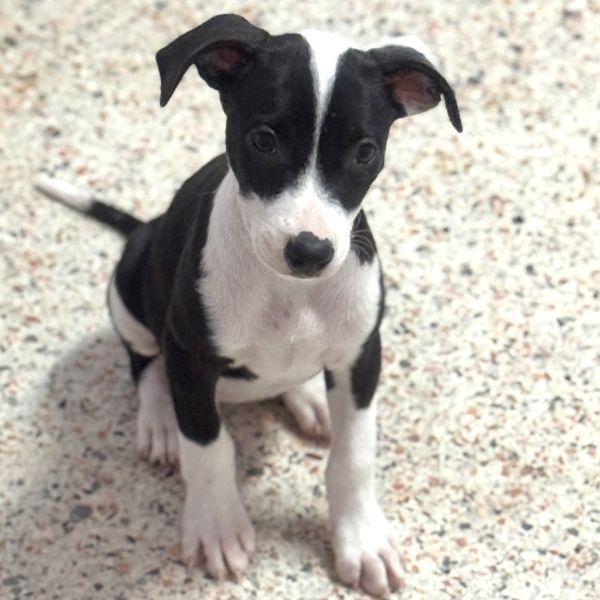 Puppy Belle
