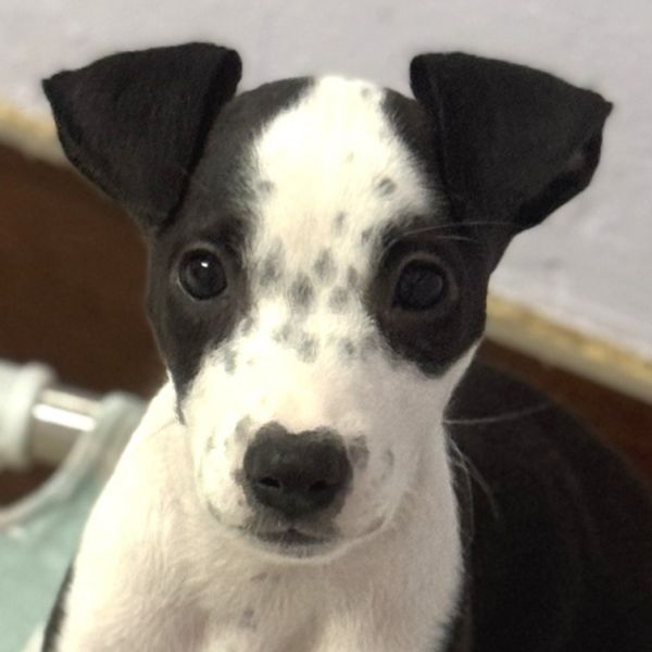 Puppy Moomoo