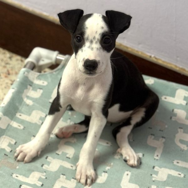 Puppy Moomoo thumbnail 2