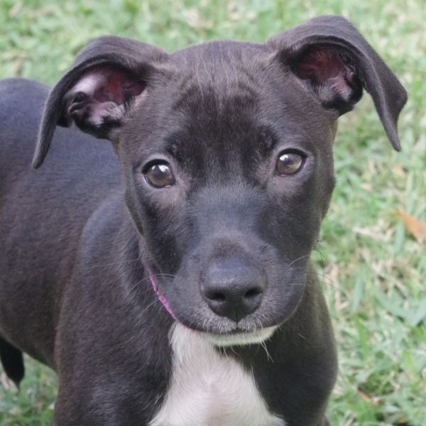 Puppy Truffle