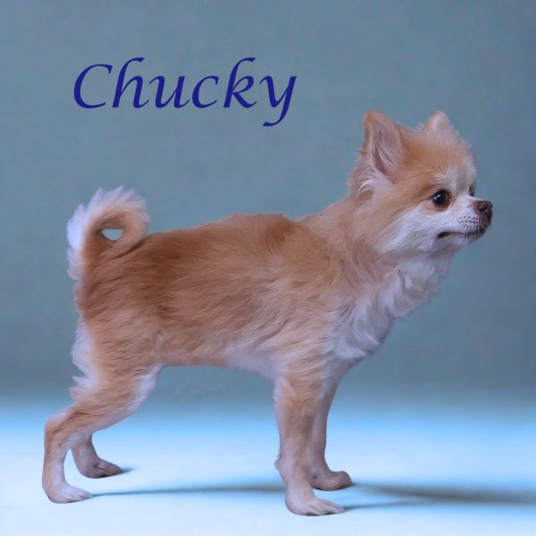 Chucky D thumbnail 2
