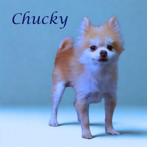 Chucky D thumbnail 3