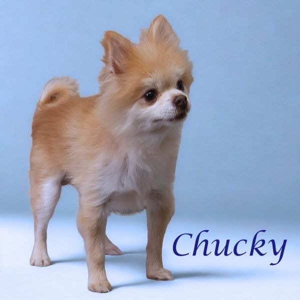 Chucky D thumbnail 4