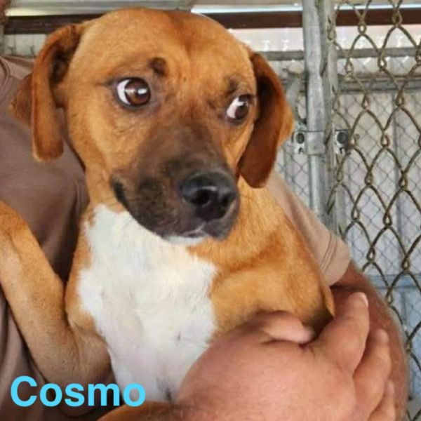 Cosmo