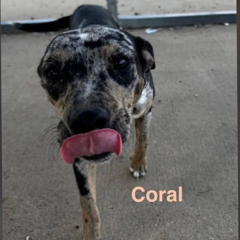 Coral