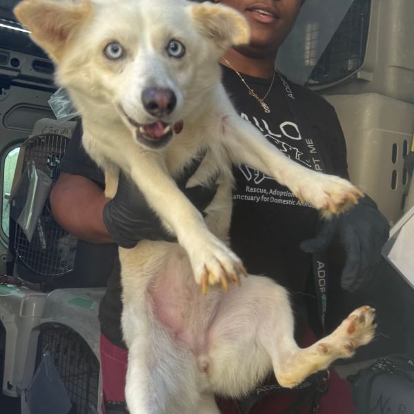 Snowflake thumbnail 2