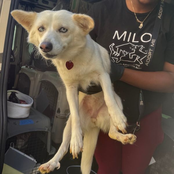 Snowflake thumbnail 3