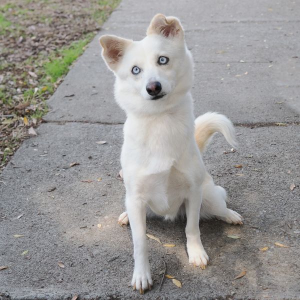 Snowflake thumbnail 4