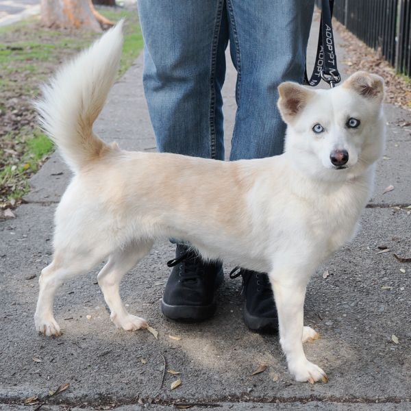 Snowflake thumbnail 5