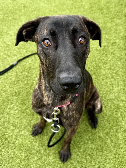 Snooze Button (FOSTER TO ADOPT)