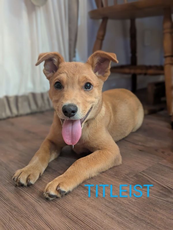 Titleist thumbnail 4