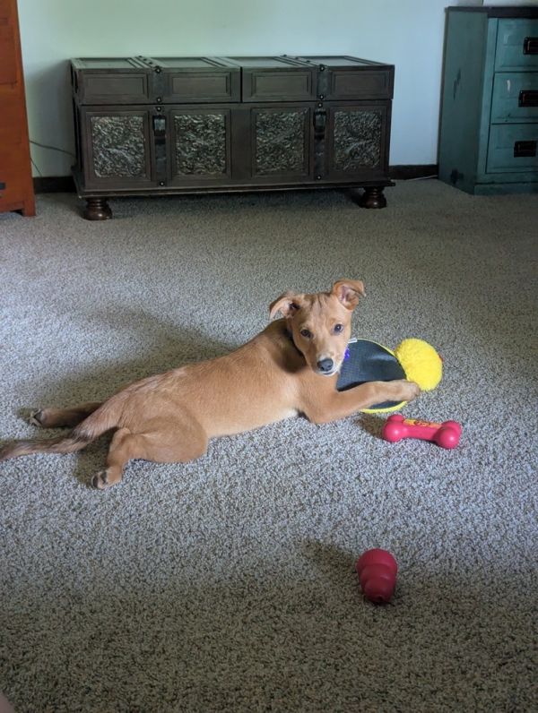 Titleist thumbnail 5