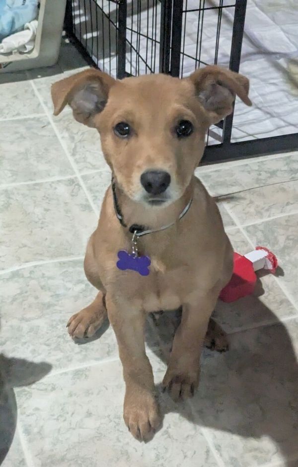 Titleist thumbnail 6