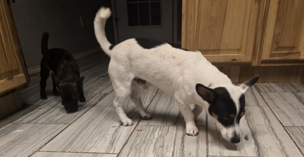 Pop Tart thumbnail 2