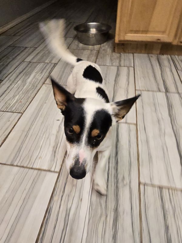 Pop Tart thumbnail 4