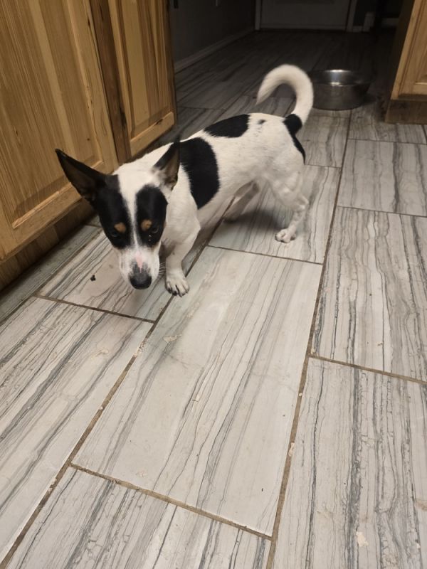 Pop Tart thumbnail 6