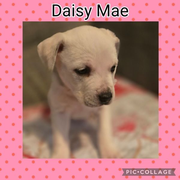 Daisy Mae thumbnail 4