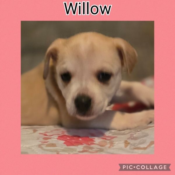 Willow thumbnail 3