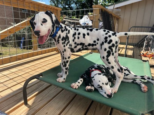 Ron Stoppable thumbnail 5